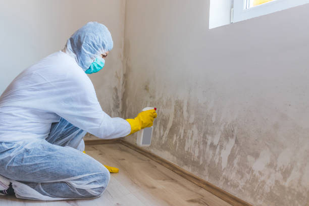 Licensed Black Mold Remediation service in Exmore, VA - Mold Remediation HQ