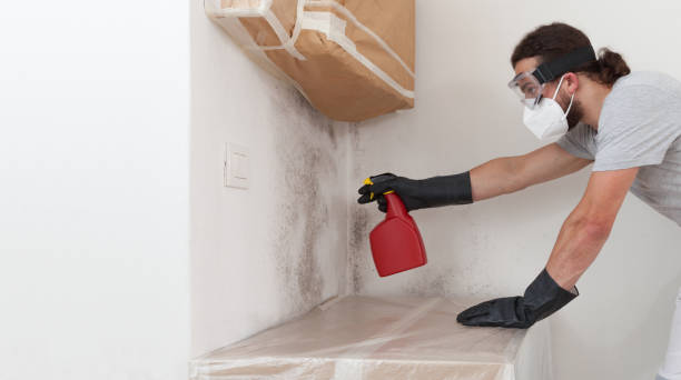 Professional Black Mold Remediation technician working in Exmore, VA