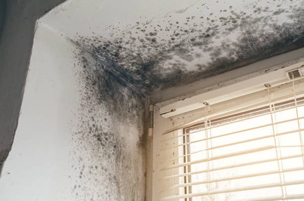 Affordable Black Mold Remediation solutions in Exmore, VA