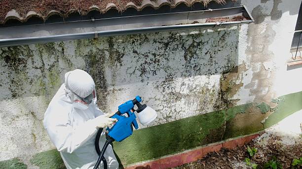 Top rated local Black Mold Remediation specialists in Exmore, VA